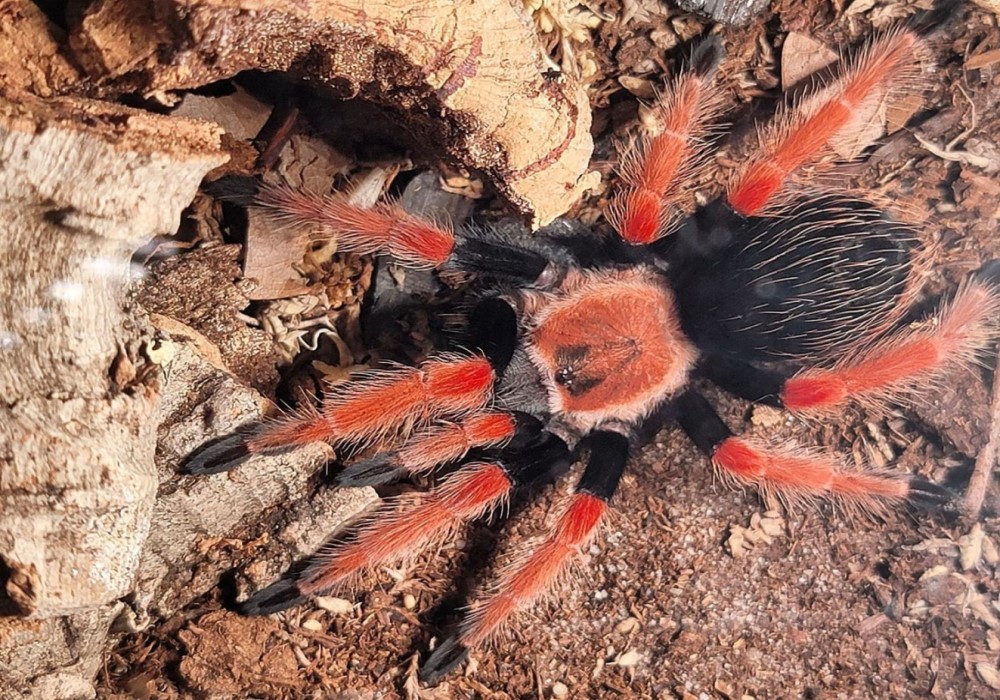 Brachypelma boehmei 4cm telo 35€ 