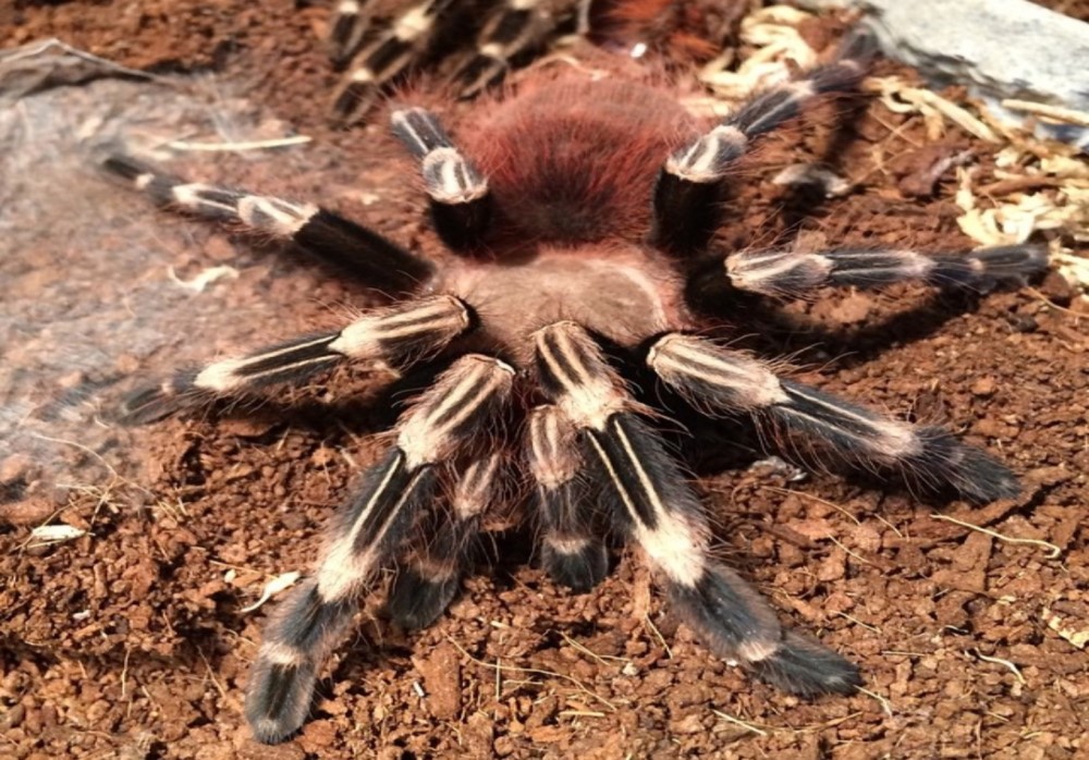 Nhandu chromatus  semiadult 15€ 