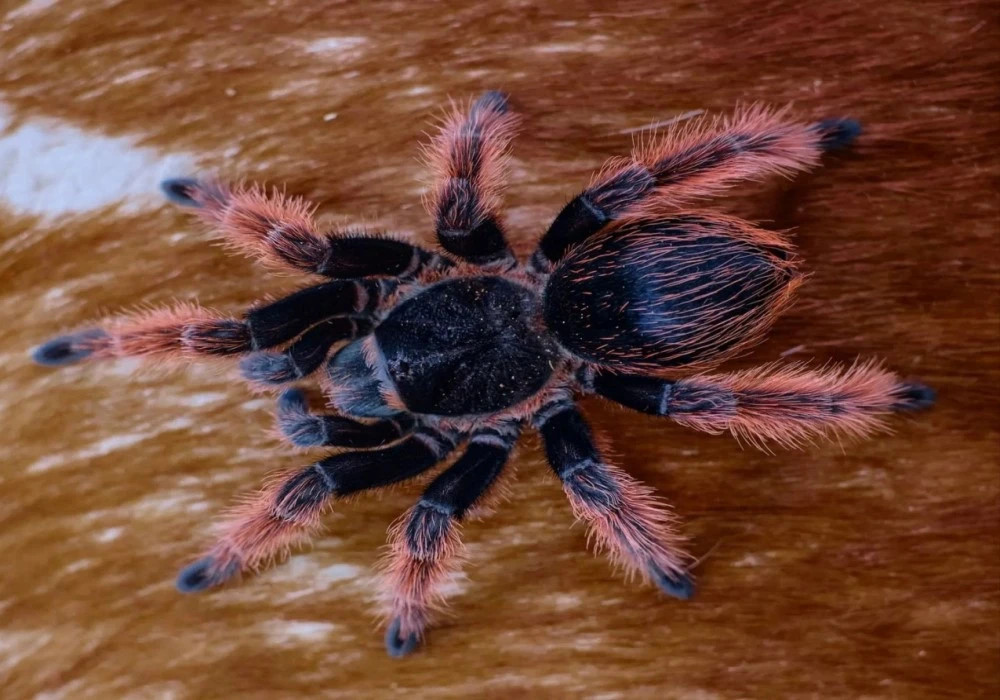 Brachypelma klaasi 2cm telo 50€