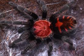 Davus pentaloris 3,5cm telo 33€