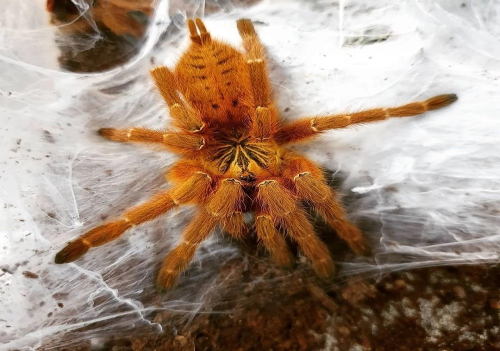 Pterinochilus murinus RCF subadult 35€