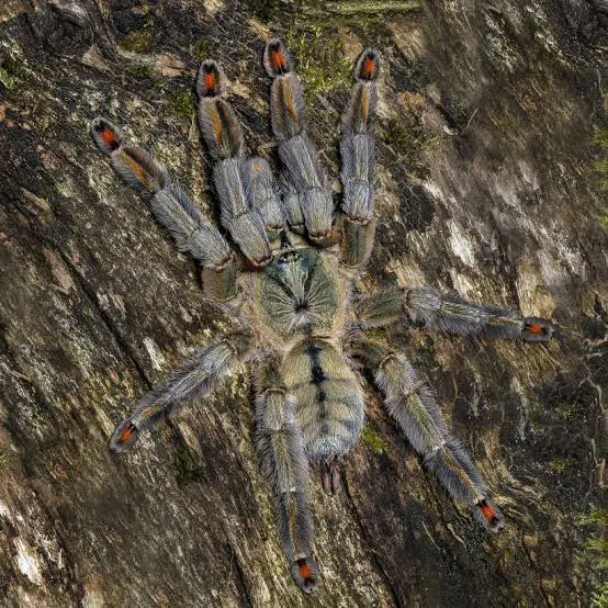 Psalmopoeus cambridgei dospelá 50€