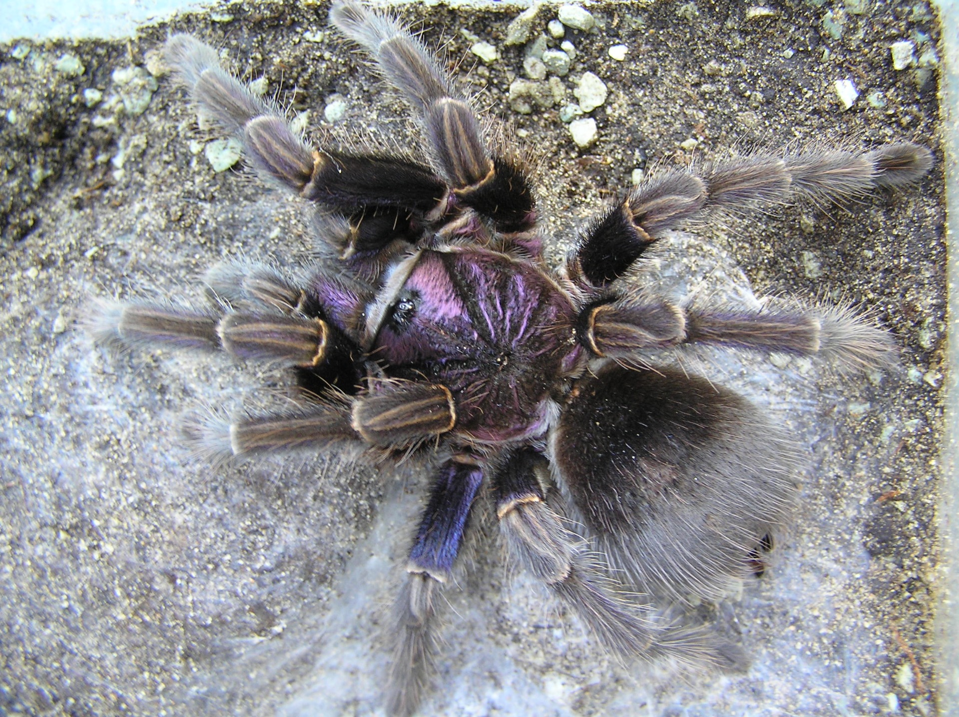 Phormictopus cancerides 3,5cm telo 45€