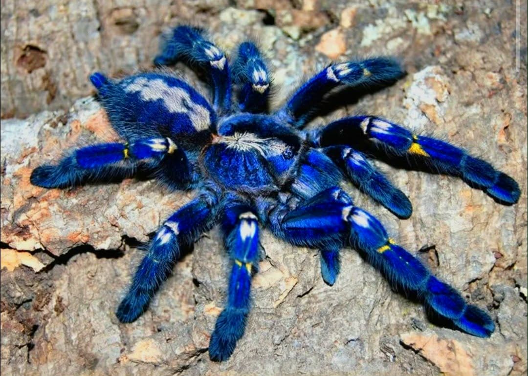 Poecilotheria metallica 2,5-3cm telo 85€