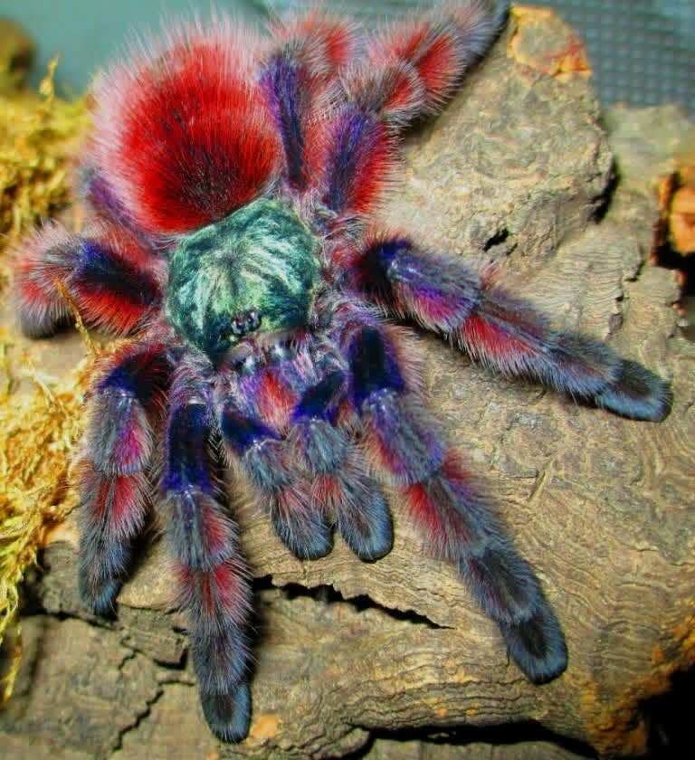 Avicularia versicolor 1zv. 10€    2ks.......18€