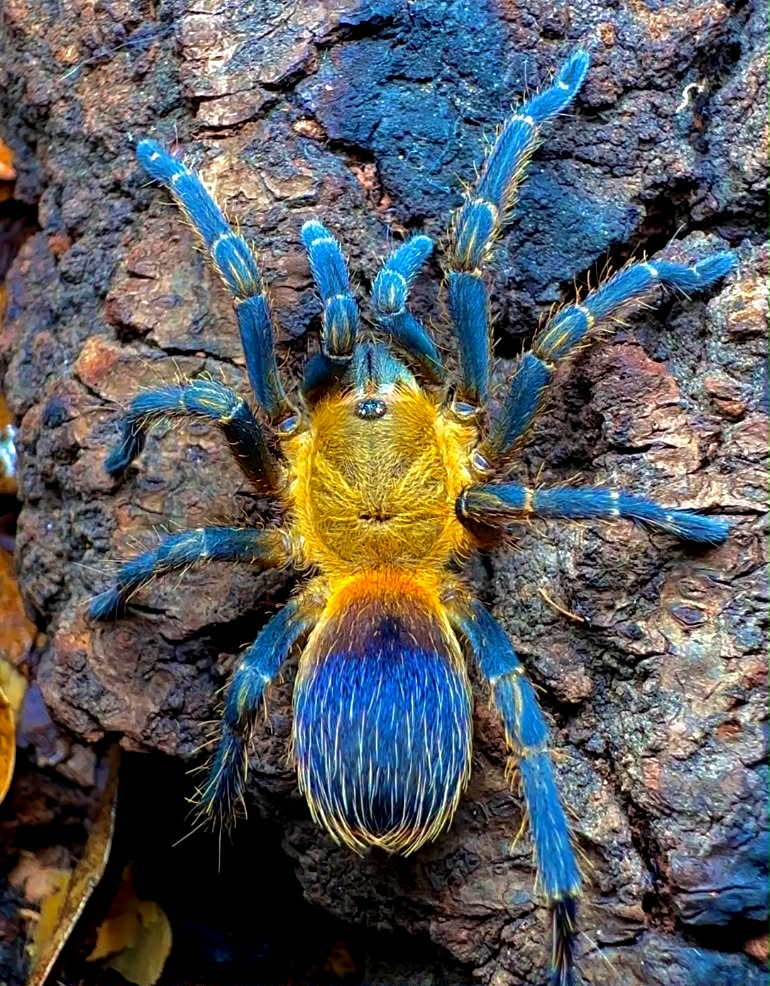 Pseudhapalopus yellow blue 1cm telo 20€