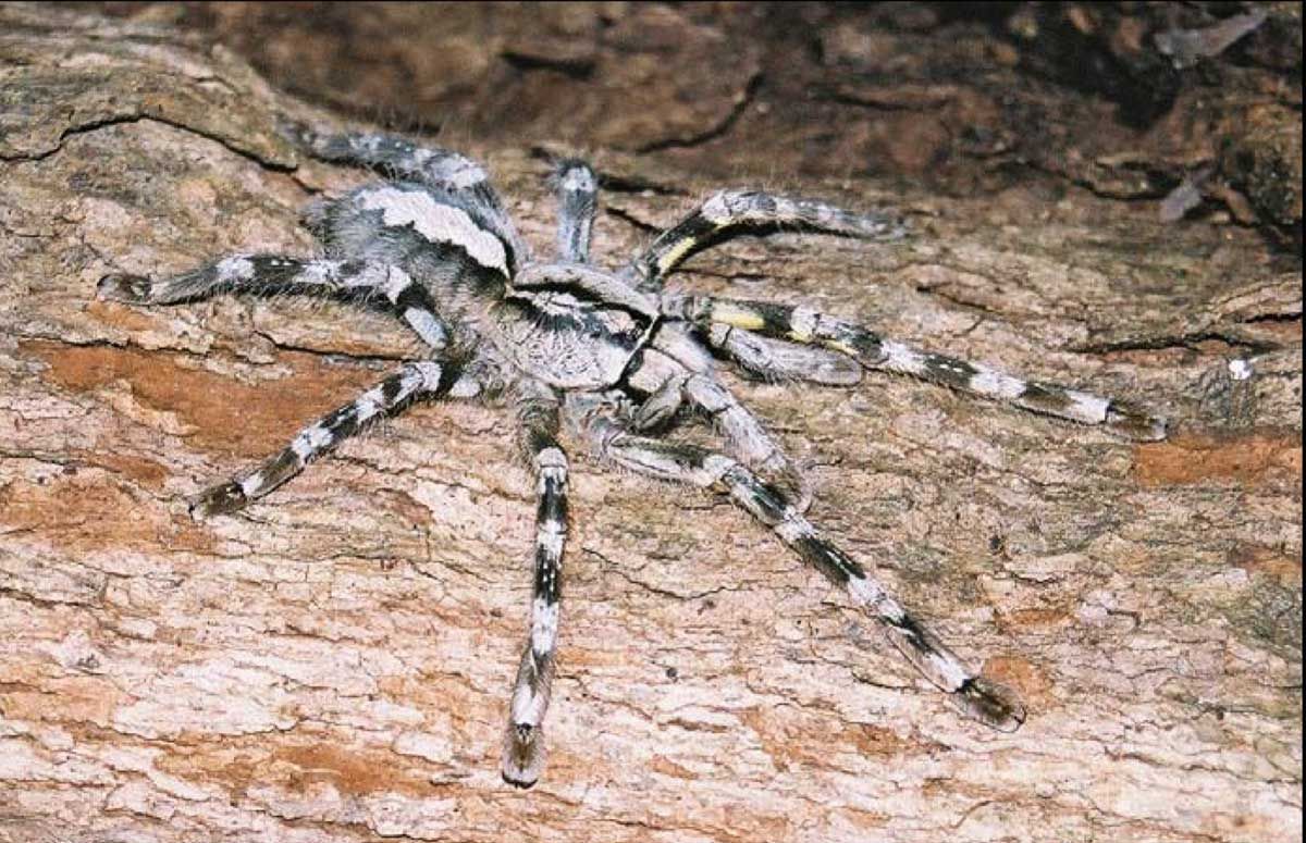 Poecilotheria hanumavilasumica 4zv. 30€ 