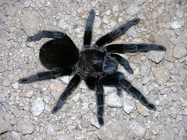GRAMMOSTOLA PULCHRA 2,5cm telo 75€