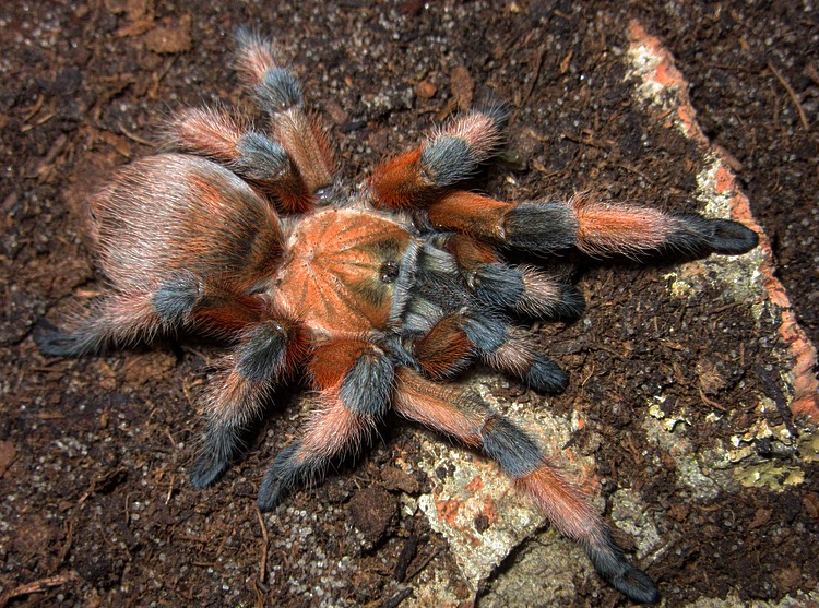 APHONOPELMA MODERATUM 3,5cm telo 140€