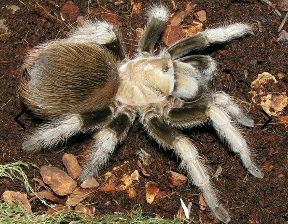 APHONOPELMA CHALCODES subaudlt samica 130€