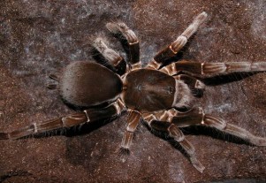HYSTEROCRATES GIGAS 4cm telo 25€