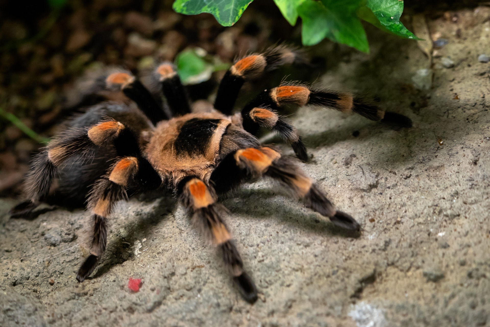 BRACHYPELMA HAMORII 2,5cm telo 12€