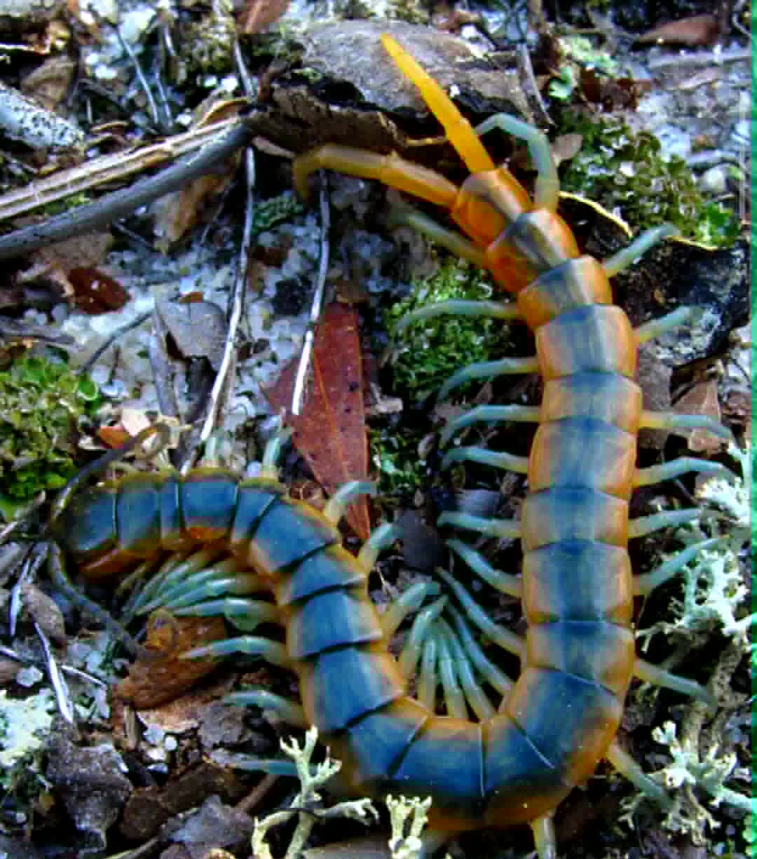 SCOLOPENDRA VIRIDIS 18€