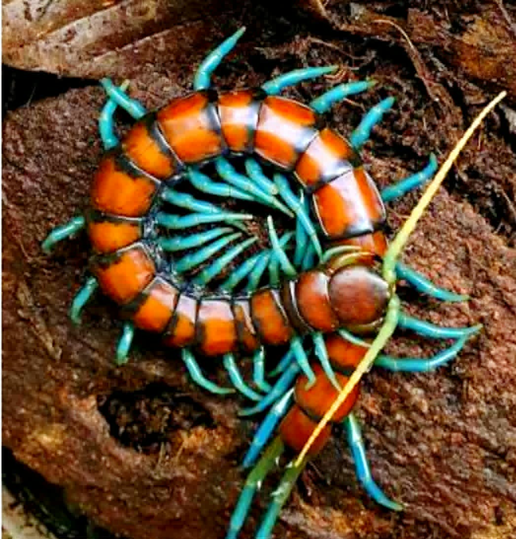 SCOLOPENDRA GIGANETEA MINT LEGS 100€