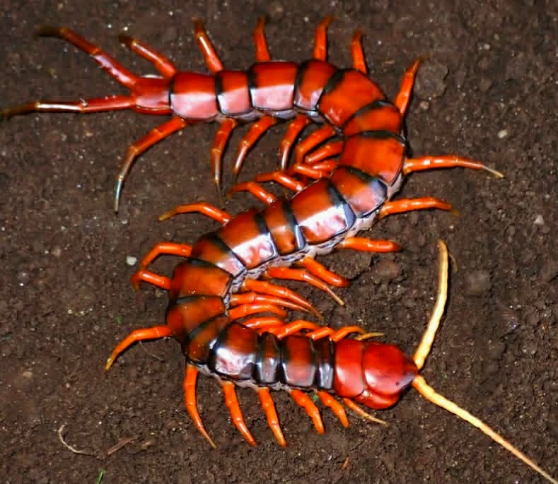 SCOLEPENDRA GIGANTEA WITHE BEARD 90€