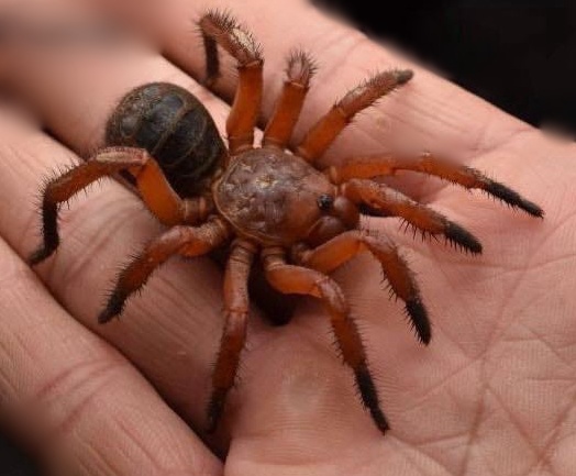 LUTHELA SP. 45€