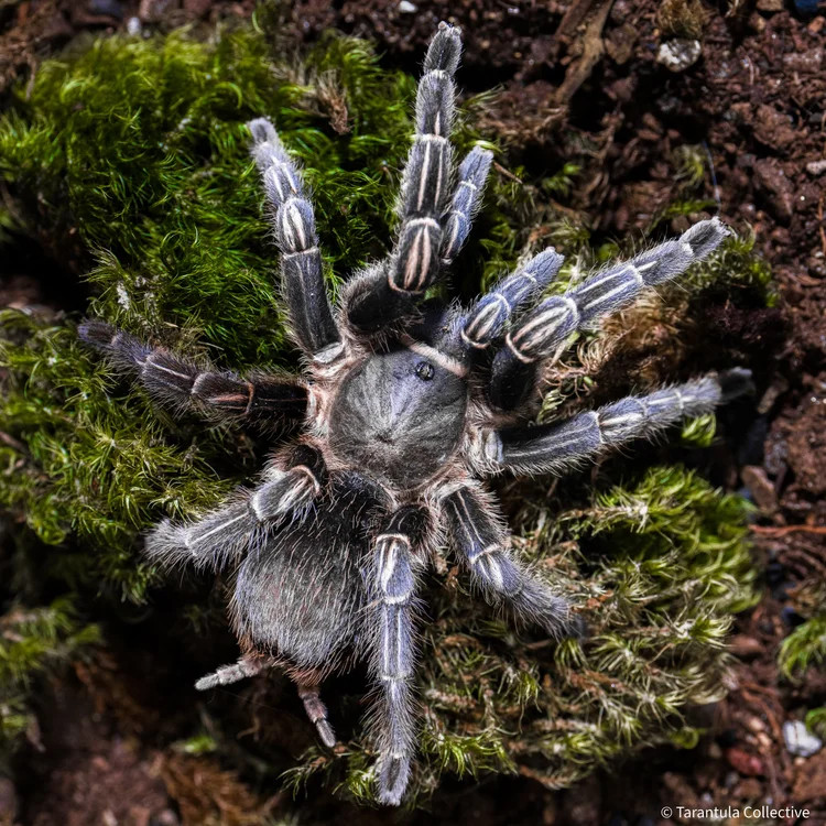 APHONOPELMA SEEMANNI dospelá samica 35€