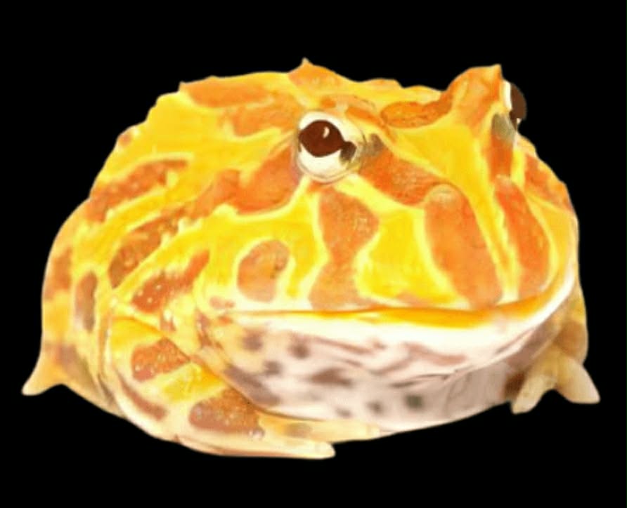 CERATOPHRYS CRANWELLI albin 27€