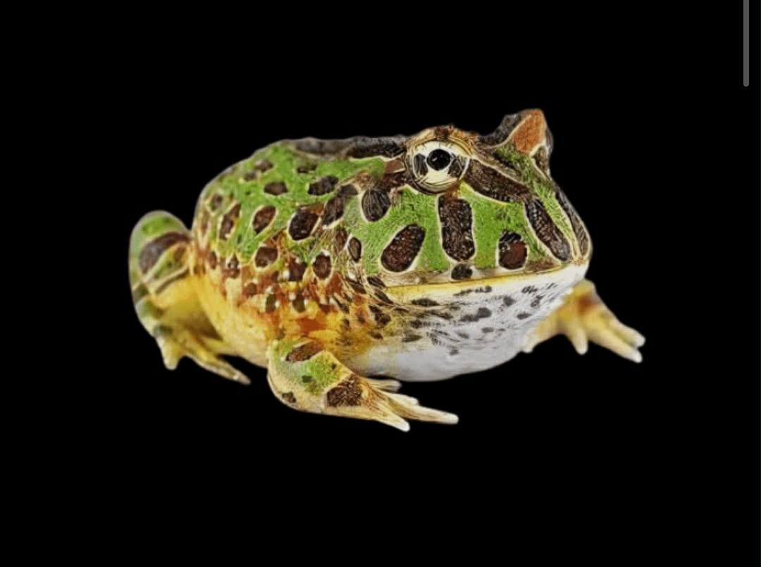 CERATOPHRYS CRANWELLI green 27€