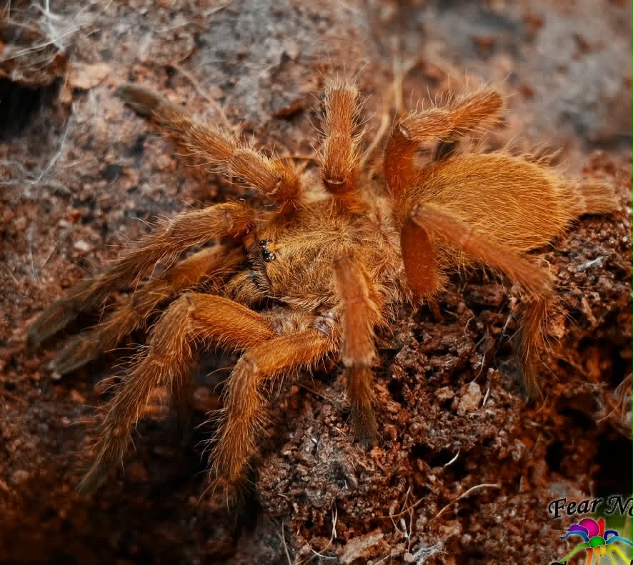 CHILOBRACHYS HUAHINI 2cm telo 20€