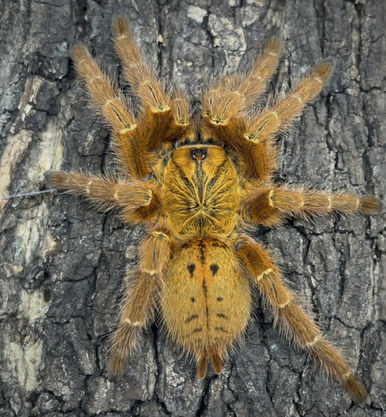 PTERINOCHILUS MURINUS TCF 2cm telo 22€