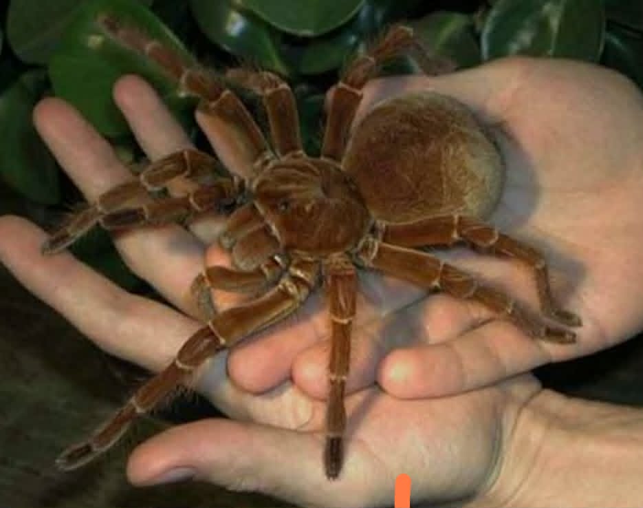 THERAPHOSA BLONDI 2cm telo 110€