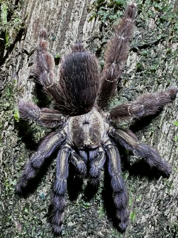 PSAMOPOEUS REDUNCUS 2cm telo 17€