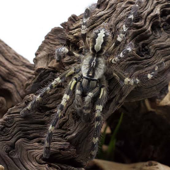 Poecilotheria regalis subadult samica 60€