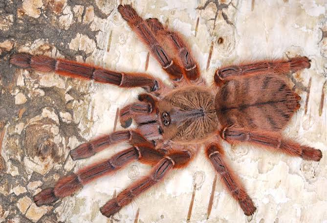 Phormingochilus sp. rufus subadult 40€