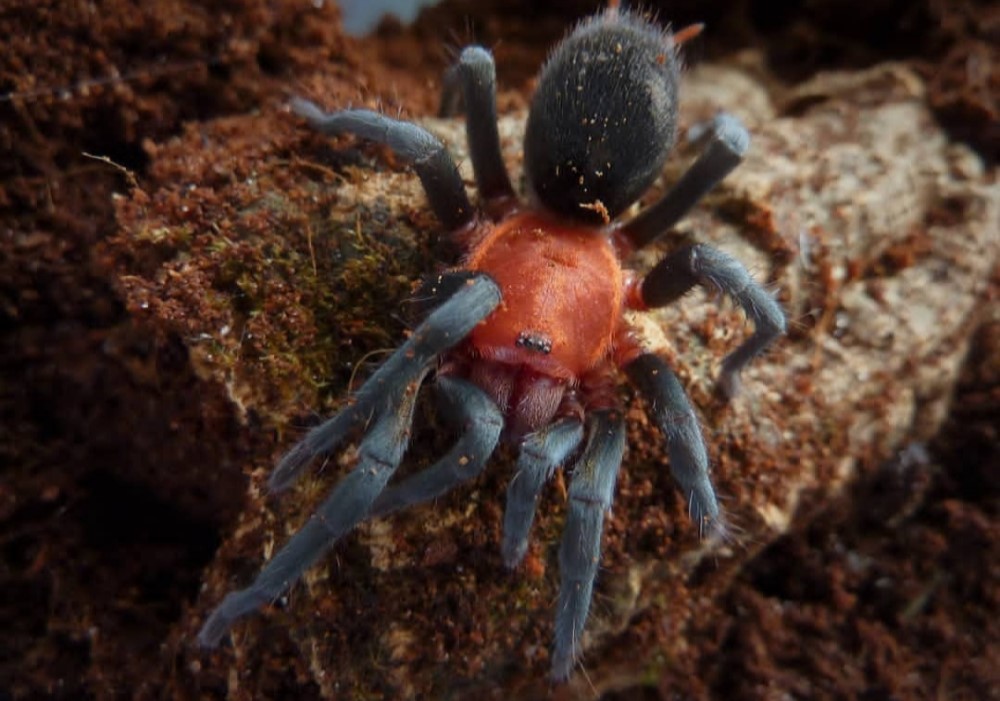 Bumba horrida 2,5cm telo 27€