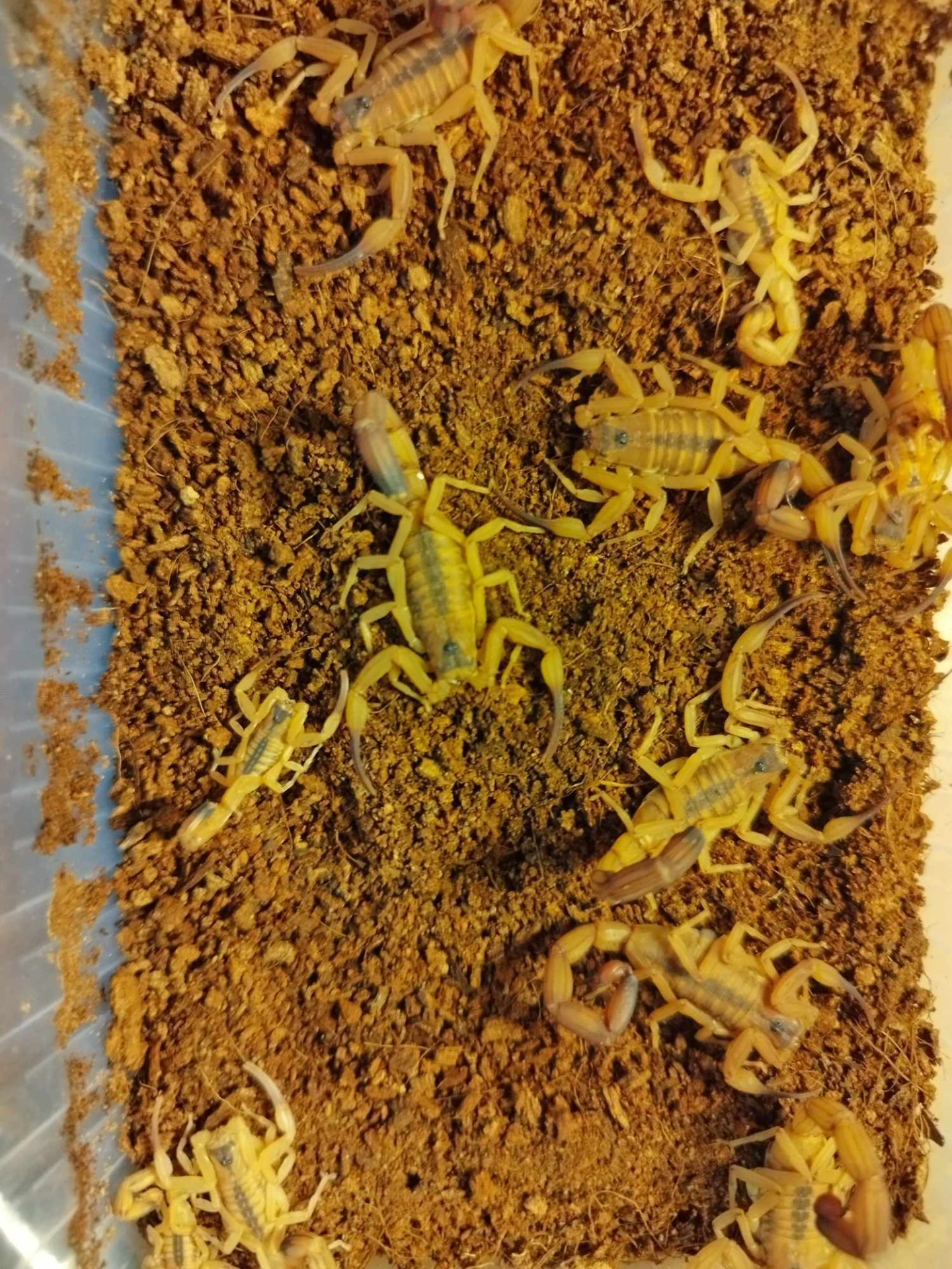 Tytius stigmurus 2zv. 6€ (6ksˇ/30€)