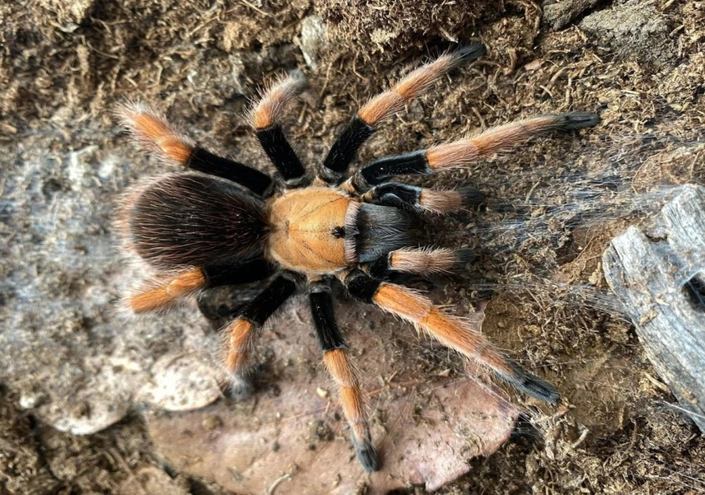 APHONOPELMA BICOLORATUM 3cm telo 80€