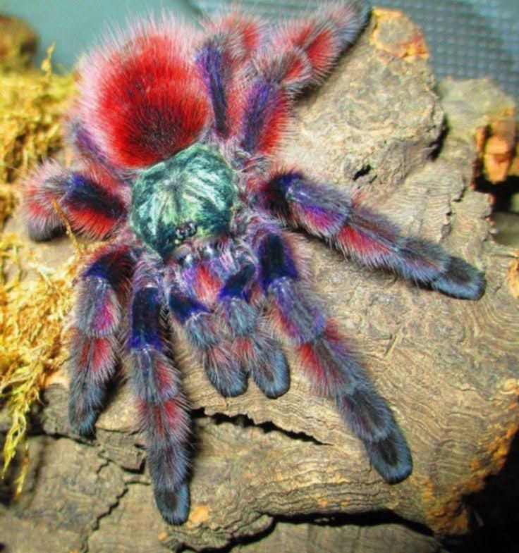 Caribena versicolor 3cm telo 65€