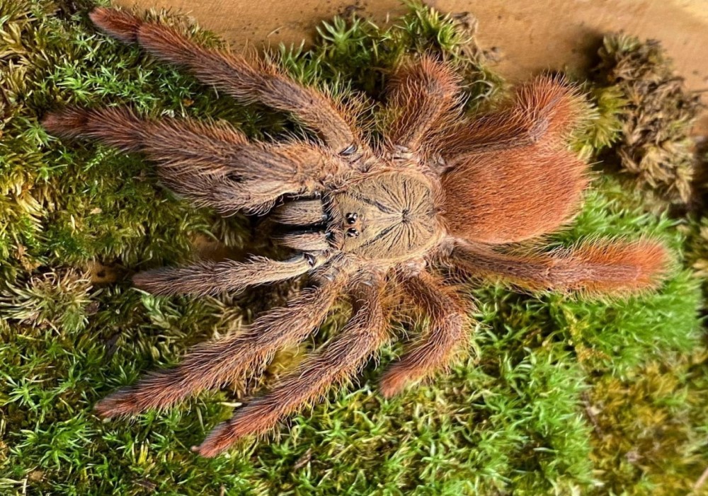 Amazonius germani 2cm telo 22€