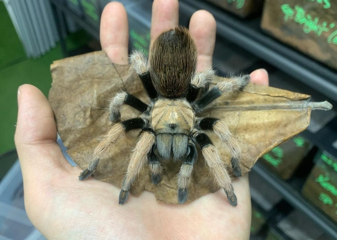 Aphonopelma chalcodes 2cm telo 45€