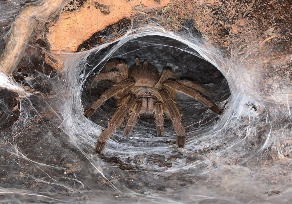 Chilobrachys huahini 3cm telo 22€