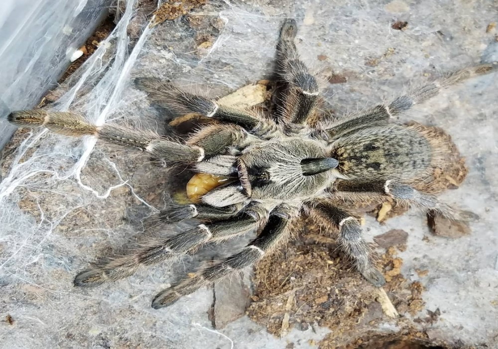 Ceratogyrus darlingi 2cm telo 22€