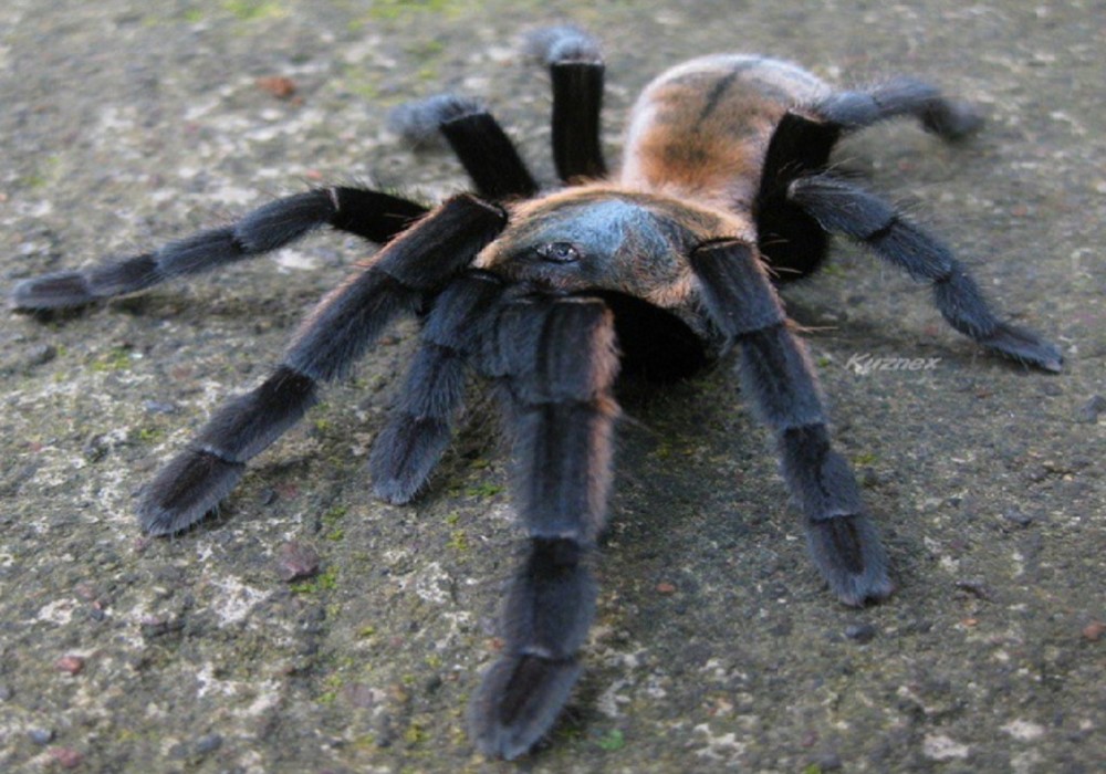 Ornicthonus aureotibialis 2cm telo 40€