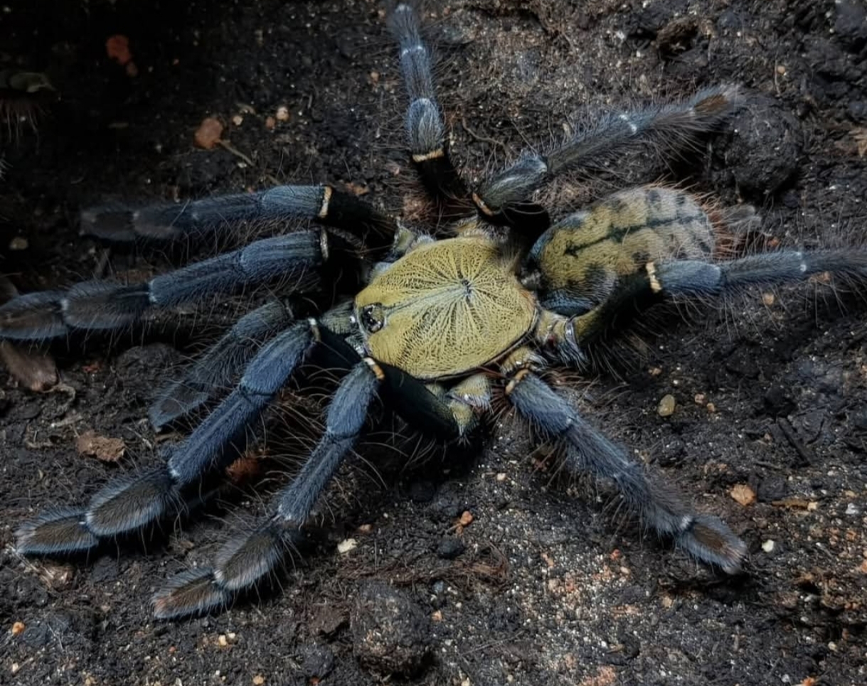 Phormingochilus sp. akcaya 2cm telo 55€