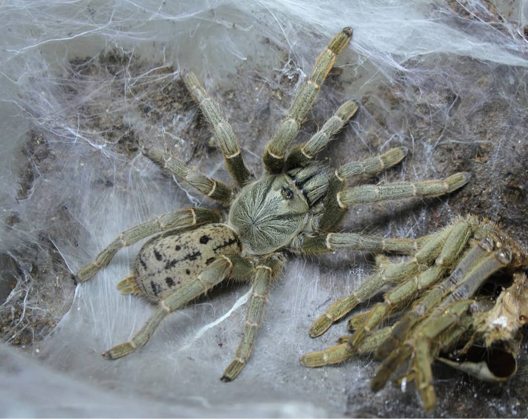 PTERINOCHIILUS LUGARDI 2CM TELO 24€