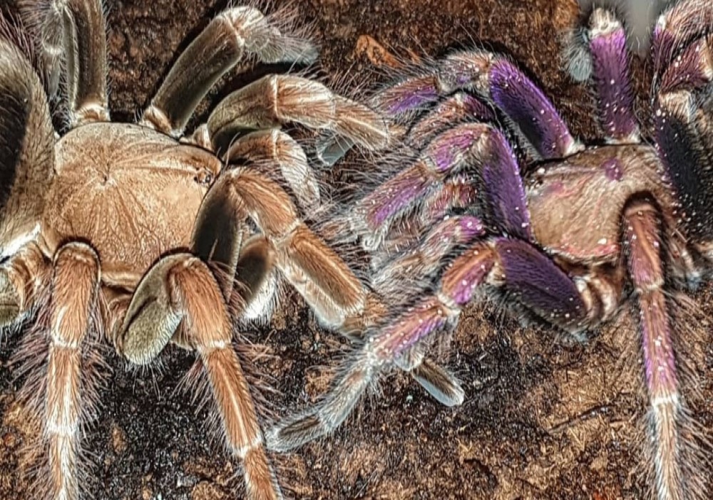 PAMPHOBETEUS SP. MASCARA 2CM TELO 33€