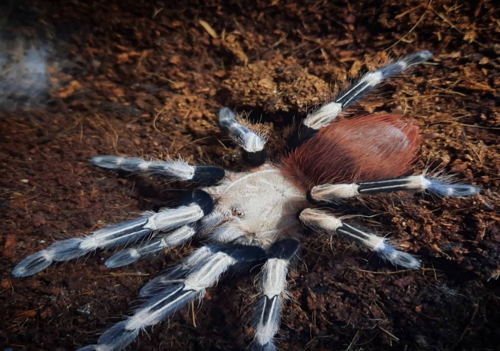 NHANDU CHROMATUS 2CM TELO 18€
