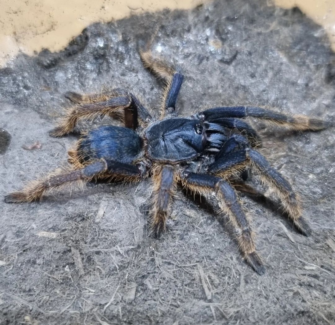 ORNITHOCTONINAE SP.VIETNAM SILVER SUB/ADULT 145€
