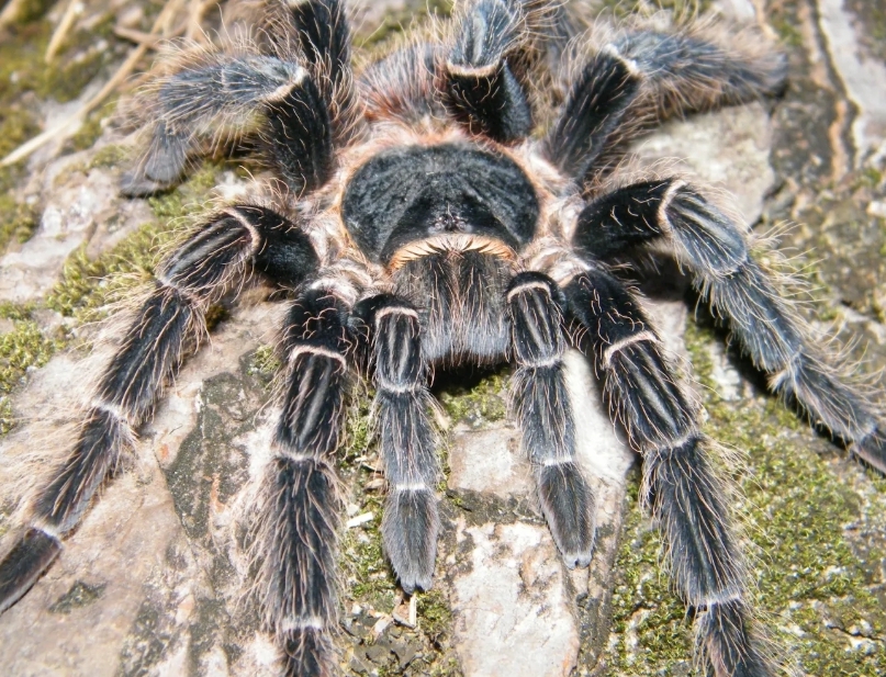 Lasiodora parahybana 2cm telo 13€