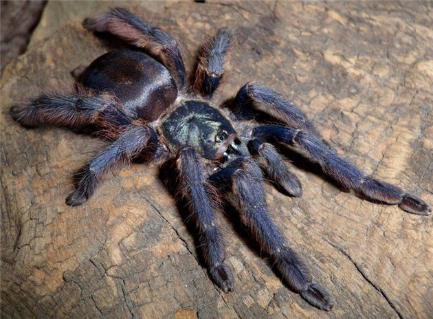 TAPINAUCHENIUS PLUMIPES 2CM TELO 25€