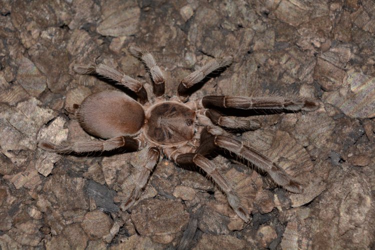 SELENOCOSMIA CRASSIPES 3CM TELO 26€