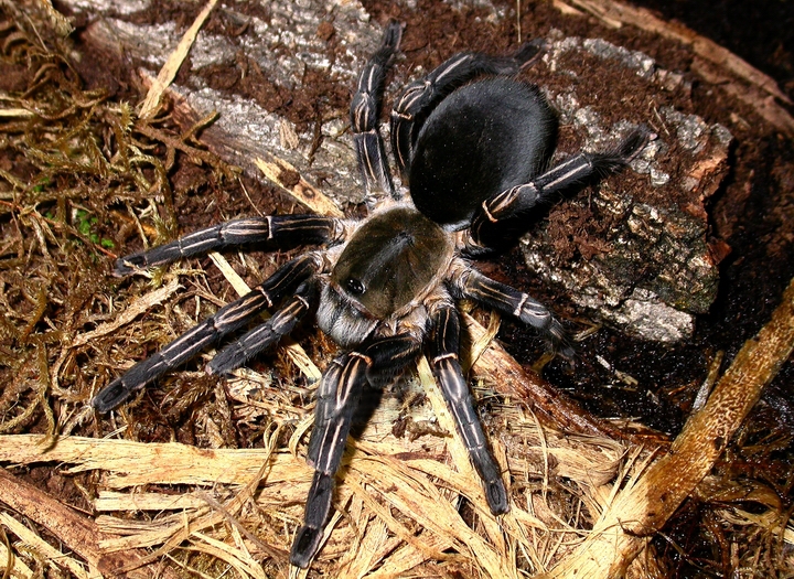 CYRIOPAGOPUS ALBOSTRIATUM 2CM TELO 55€