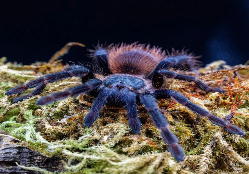 PTERINOPELMA SAZIMAI 3ZV. 5€